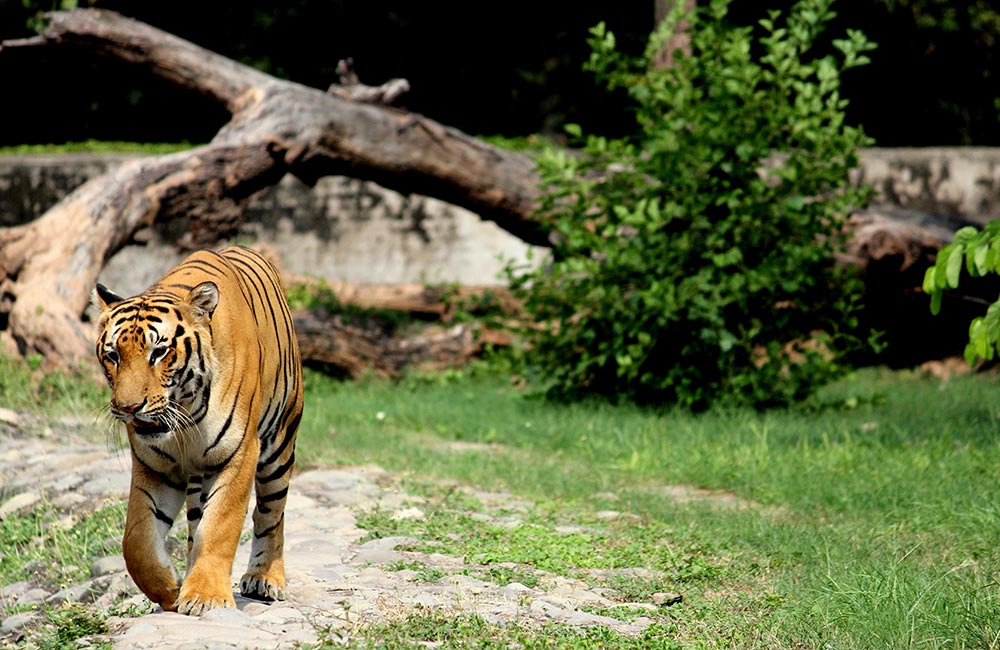 Chhatbir Zoo, Chandigarh