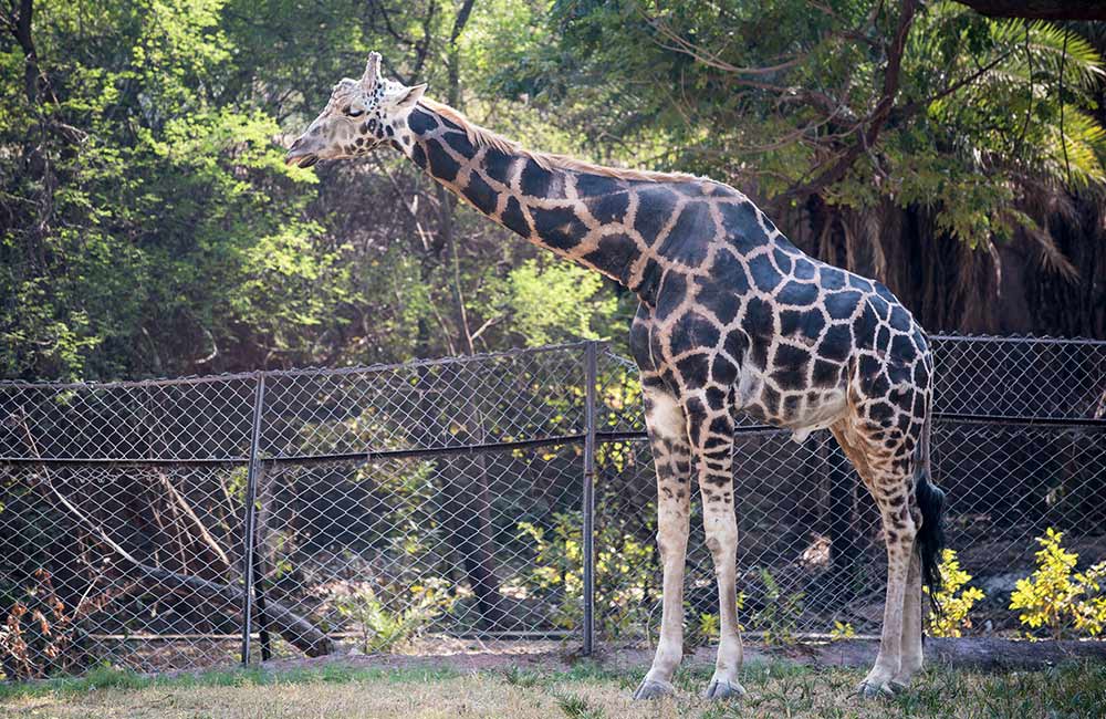 Places to Visit in Kolkata 4 Alipore Zoo