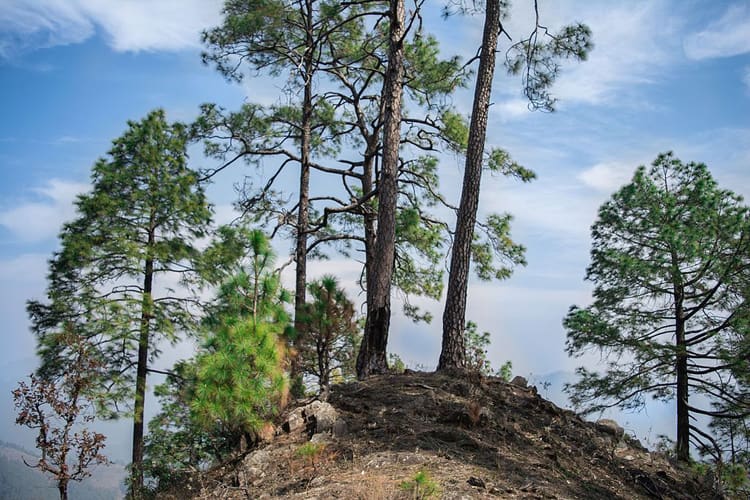 Binsar Wildlife Sanctuary, Almora