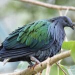 Campbell Bay National Park, Andaman and Nicobar Islands