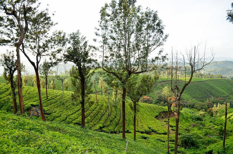 Chithirapuram, Munnar