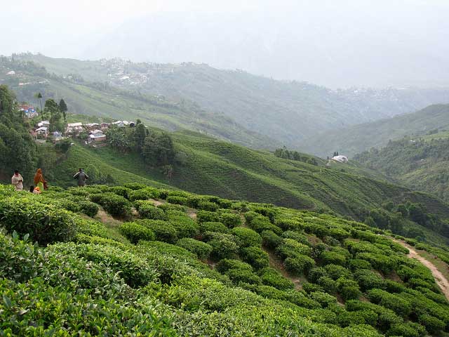 A Complete Tour Guide To Darjeeling Hill Station