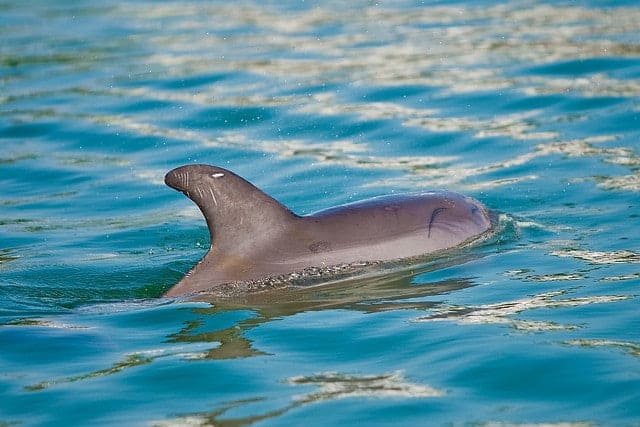 Complete Guide to Vikramshila Gangetic Dolphin Sanctuary, Bihar