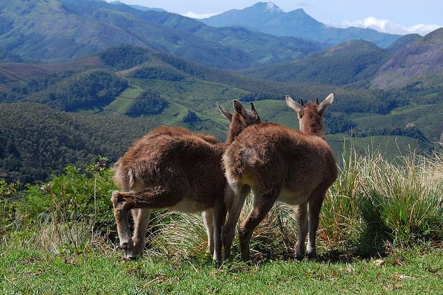 Eravikulam National Park: A Biodiversity Haven in Kerala