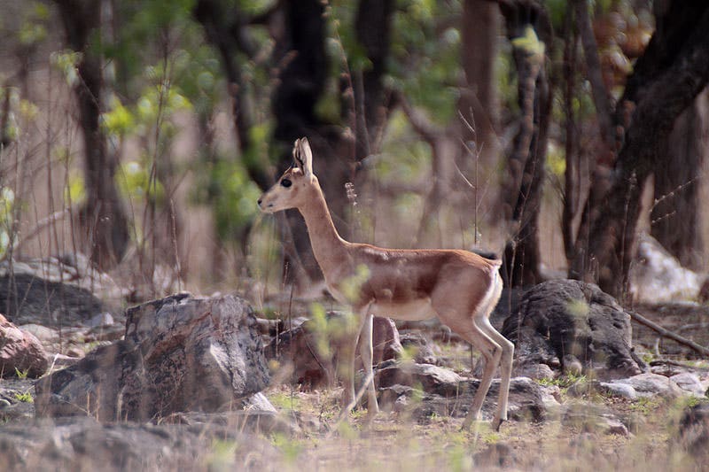 Gajner Wildlife Sanctuary, Bikaner: A Nature Lover's Paradise