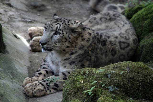 Himalayan Zoological Park, Sikkim