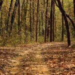Kanha National Park, Madhya Pradesh
