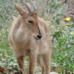 Malsi Deer Park, Dehradun