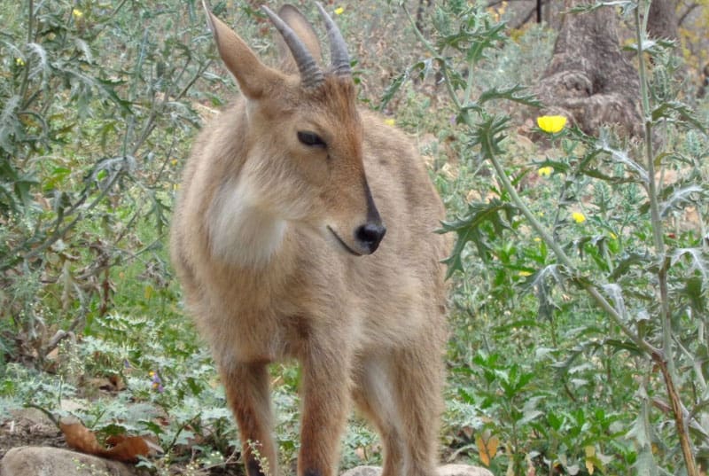 Malsi Deer Park, Dehradun