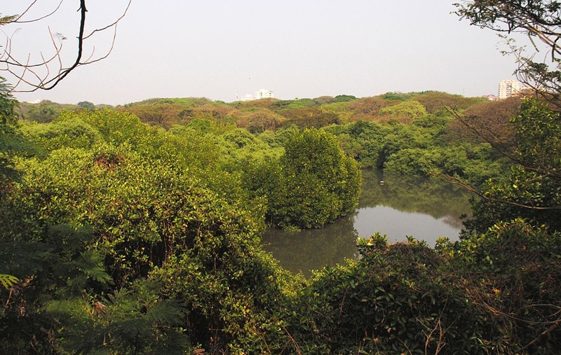 Mangalavanam Bird Sanctuary, Kochi