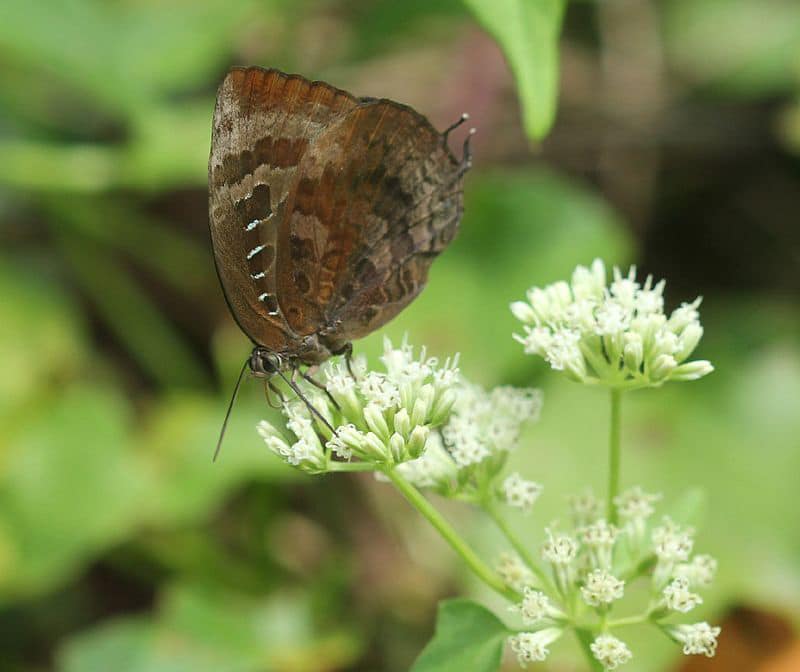 Mount Harriet, Port Blair