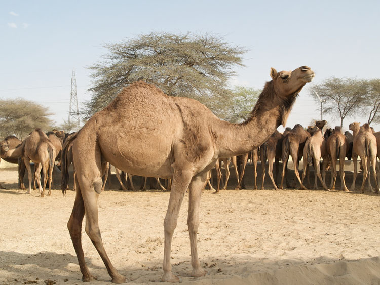 National Research Centre on Camel, Bikaner: Unveiling the Beauty of the Desert's Ship