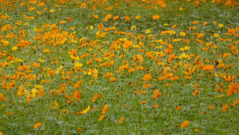 Nature Park, Yelagiri