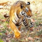 Wildlife Conservation Efforts In India