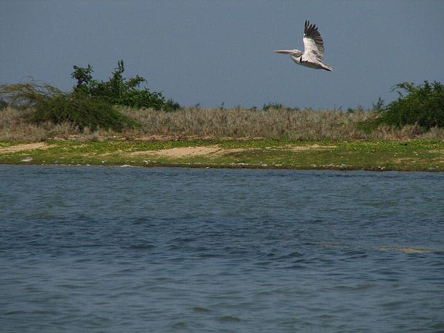 Complete Guide to Pulicat Lake Bird Sanctuary, Andhra Pradesh