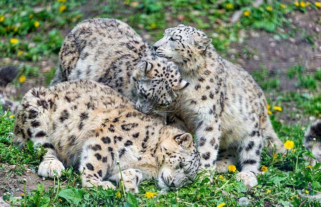 Complete Guide to Changthang Desert Wildlife Sanctuary, Ladakh