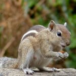 Island Wildlife Sanctuary
