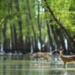 Top 5 Places to Visit in Sundarbans
