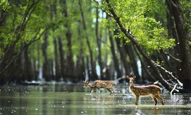 Top 5 Places to Visit in Sundarbans